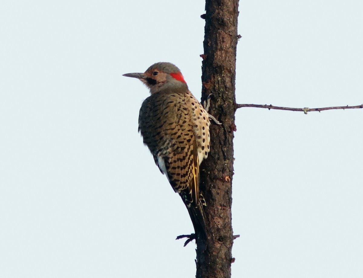 Northern Flicker - ML623407853