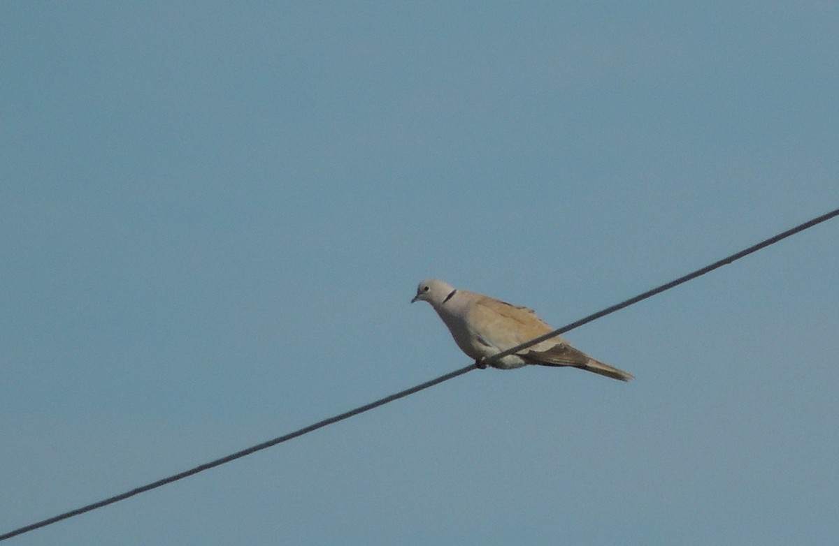 Eurasian Collared-Dove - ML623407862