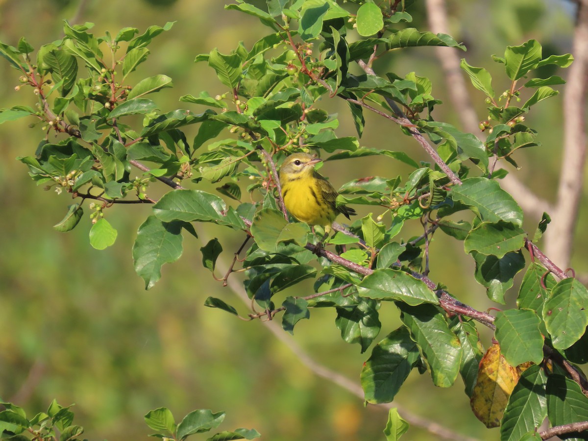 Prairie Warbler - John Coyle