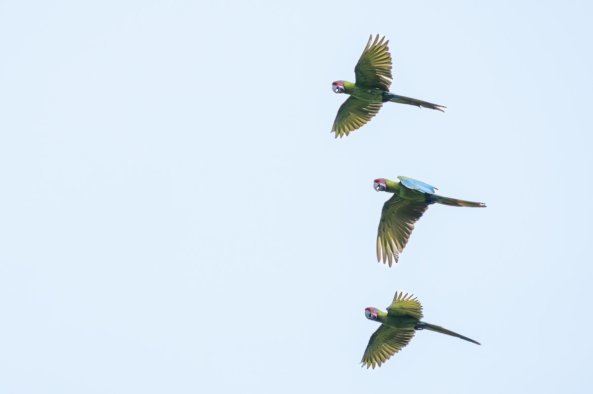 Great Green Macaw - ML623407950