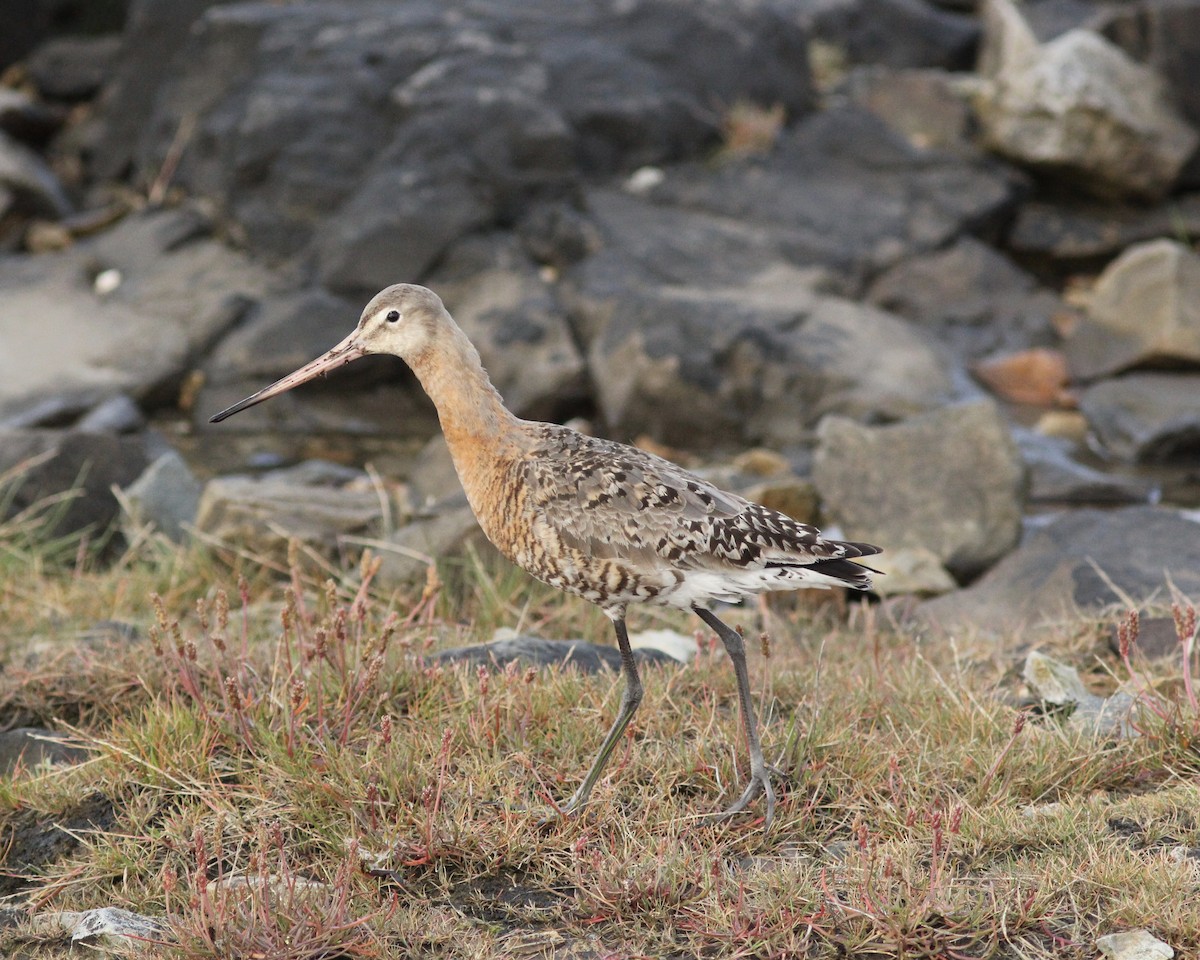 Black-tailed Godwit - ML623408007