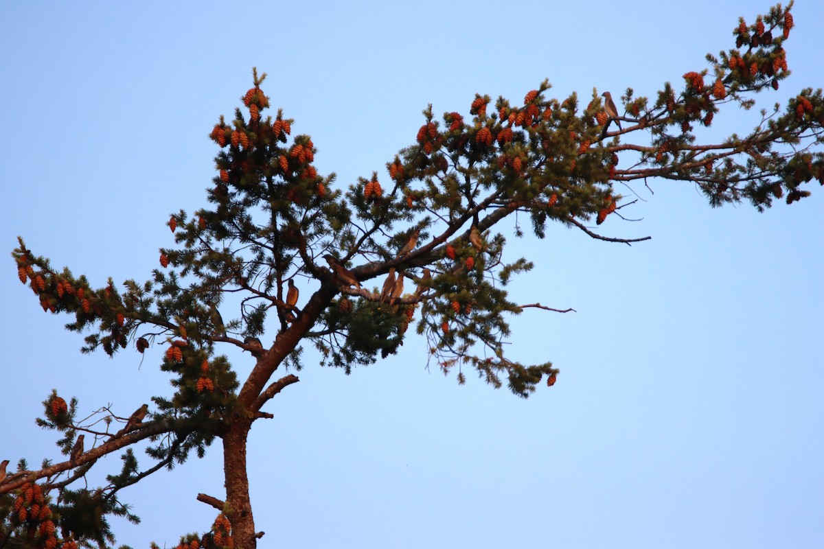 Cedar Waxwing - ML623408030