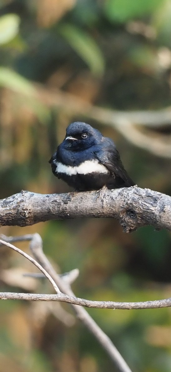 White-banded Swallow - ML623408062