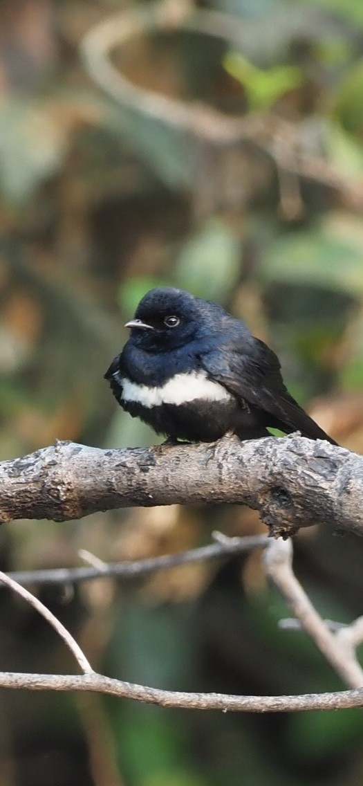 White-banded Swallow - ML623408063