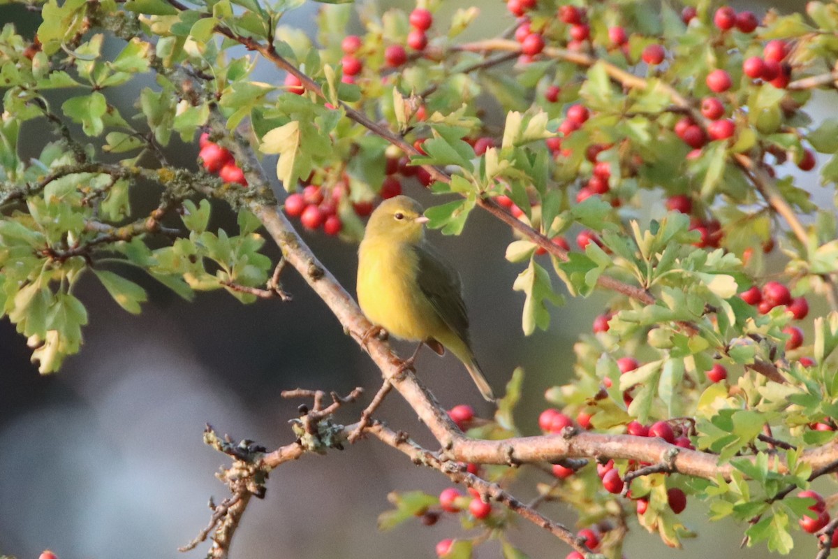 Orange-crowned Warbler - ML623408067