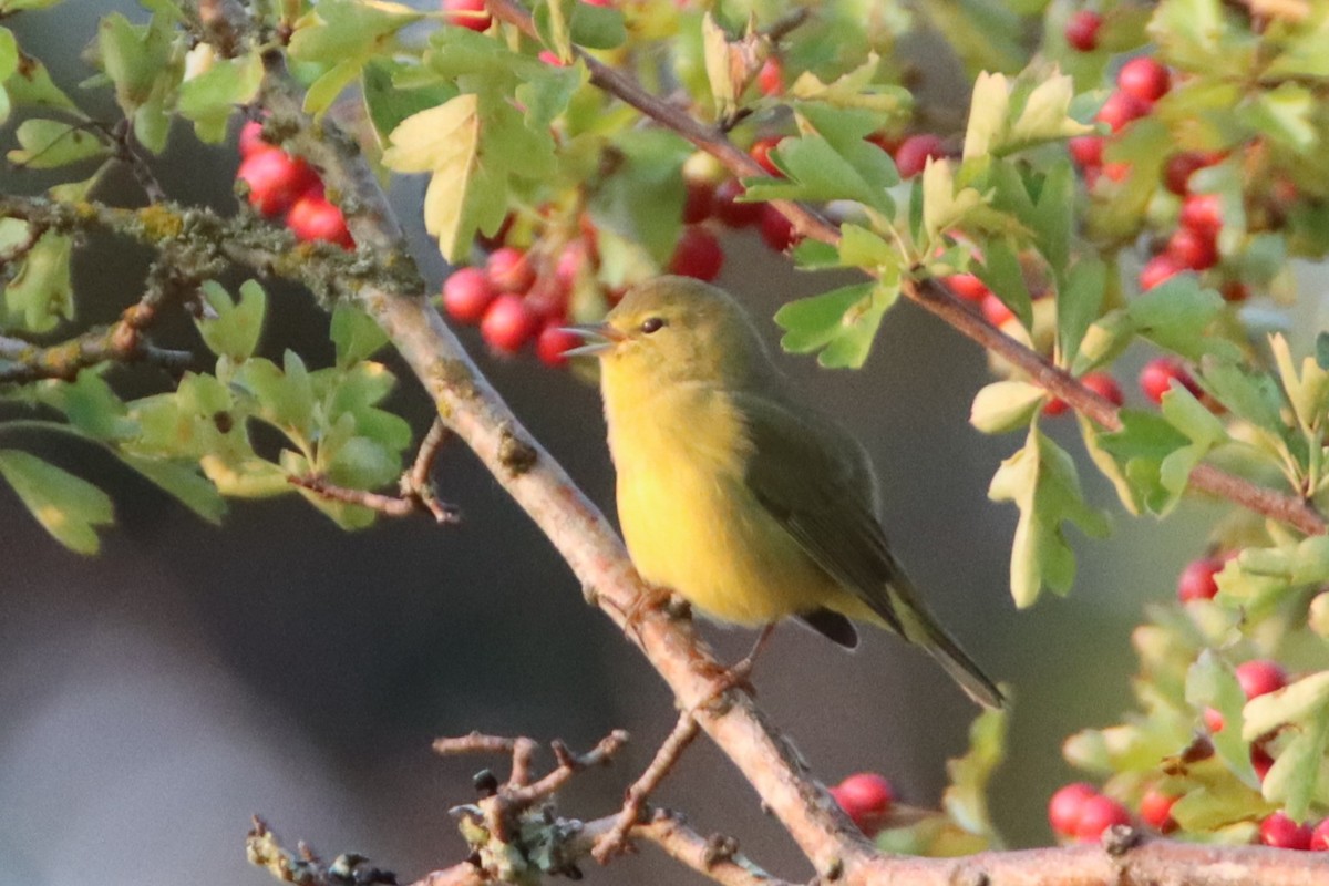 Orange-crowned Warbler - ML623408080