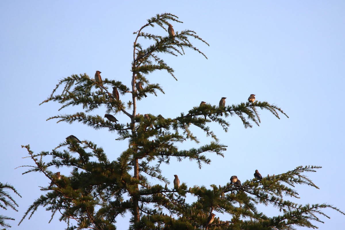 Cedar Waxwing - ML623408095