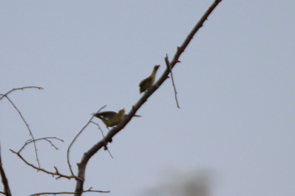 Western Tanager - ML623408106