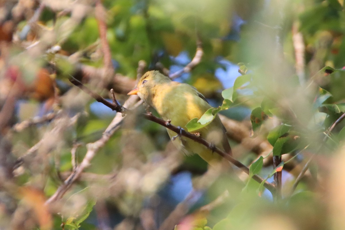 Western Tanager - ML623408117