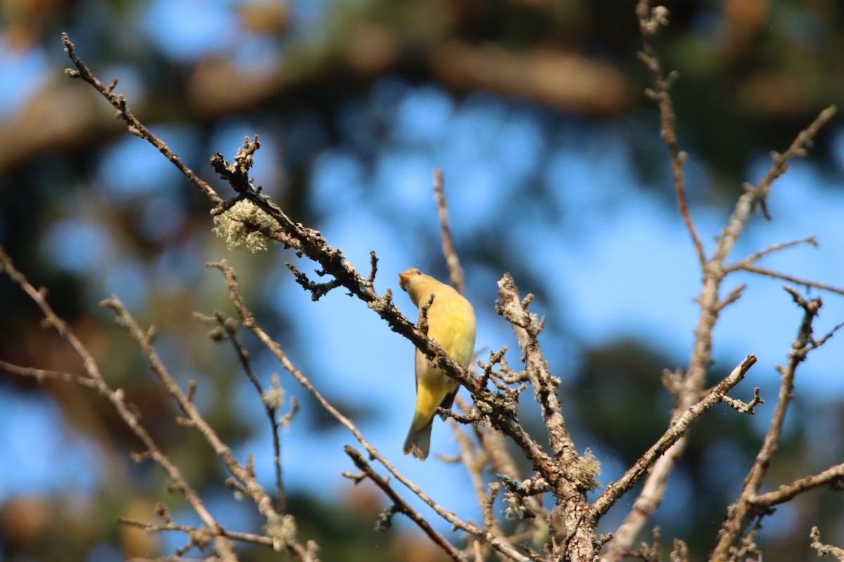 Western Tanager - ML623408120