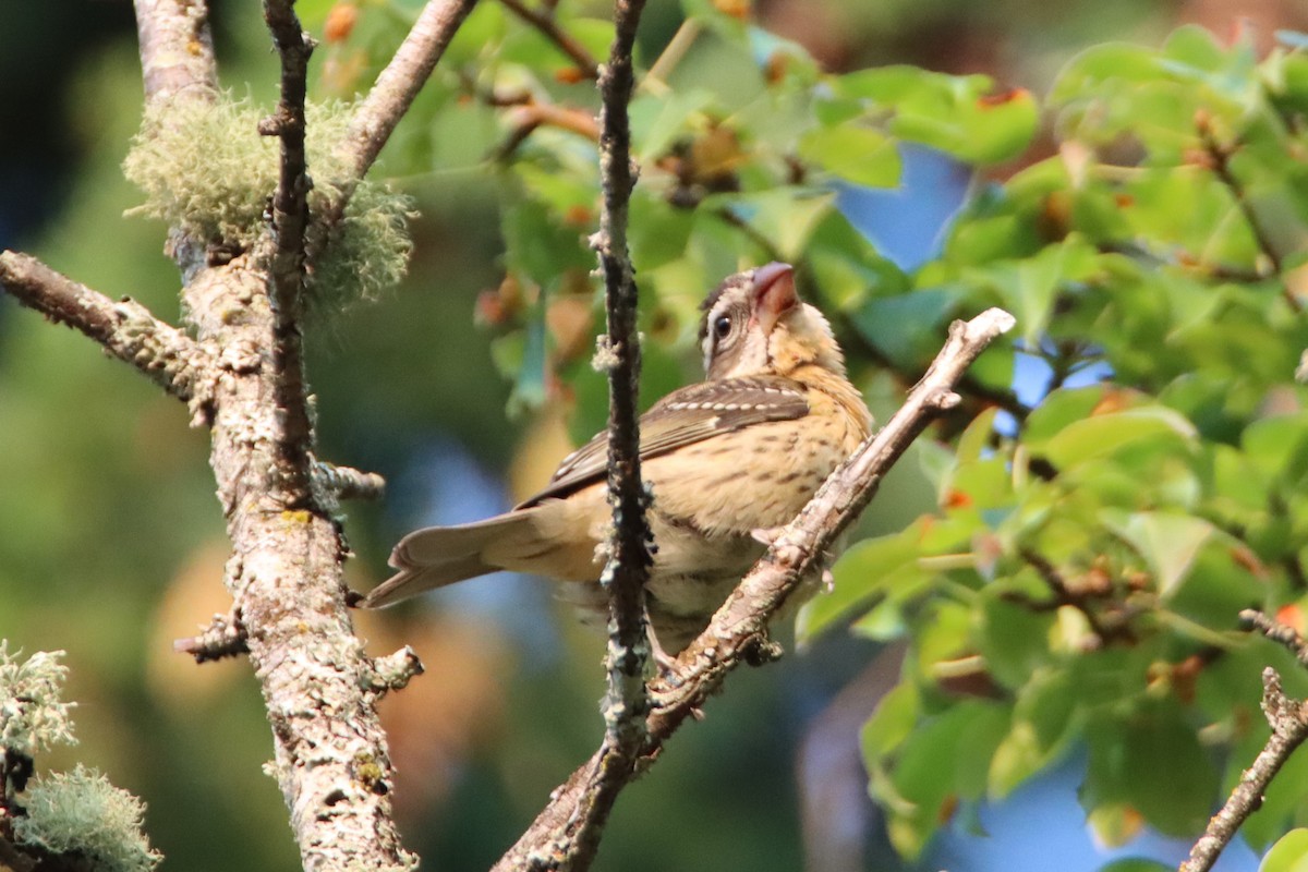 Black-headed Grosbeak - ML623408128