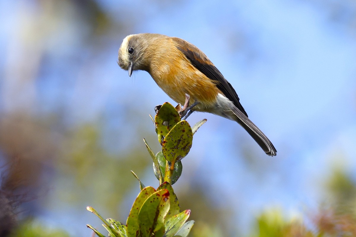 Brown-backed Chat-Tyrant - John Mills