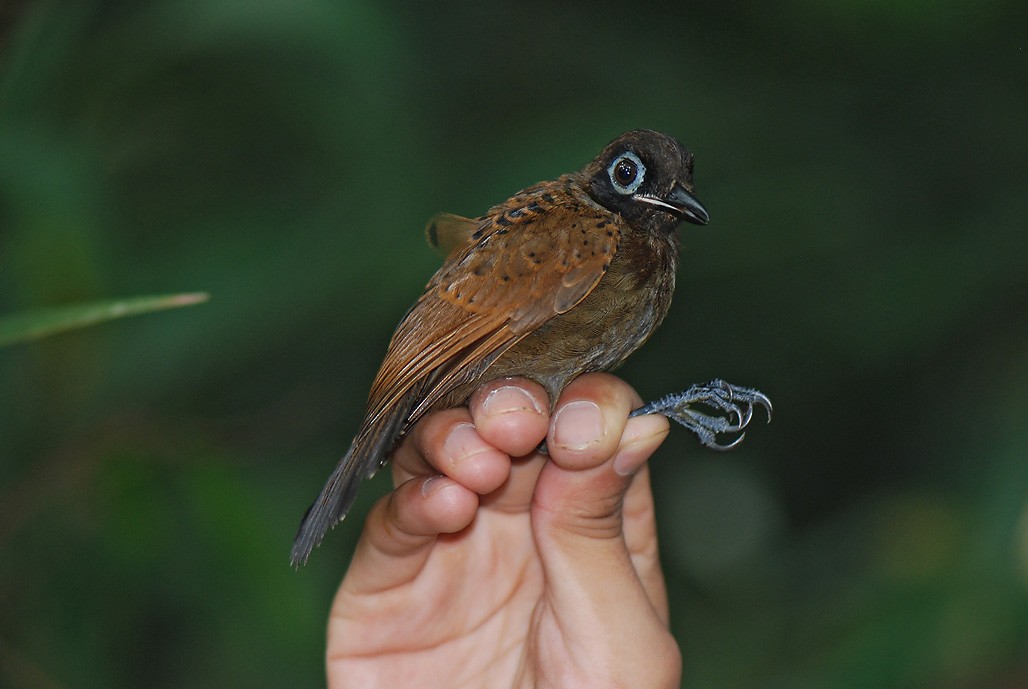 Grauschopf-Ameisenvogel - ML623408147