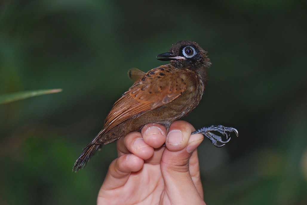 Grauschopf-Ameisenvogel - ML623408148