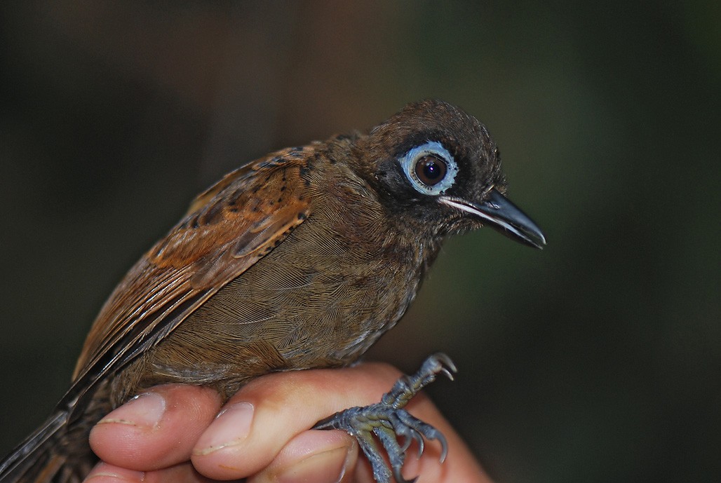 Grauschopf-Ameisenvogel - ML623408150