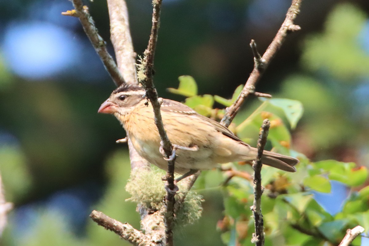 Black-headed Grosbeak - ML623408151