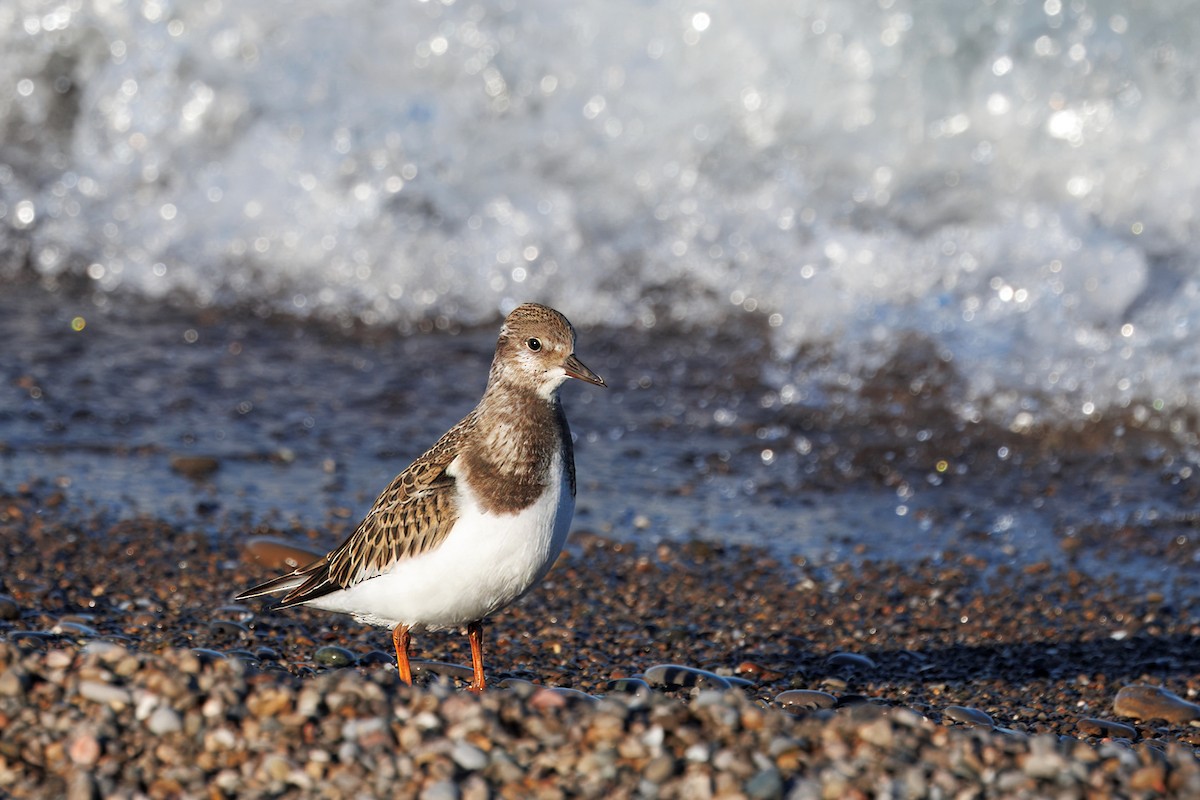 Ruddy Turnstone - ML623408161