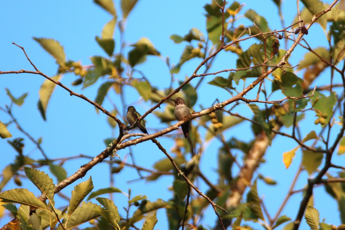 Anna's Hummingbird - ML623408173