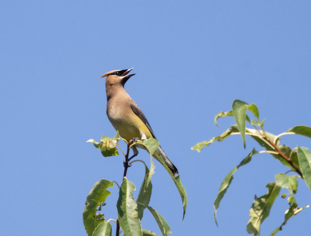 Cedar Waxwing - ML623408178