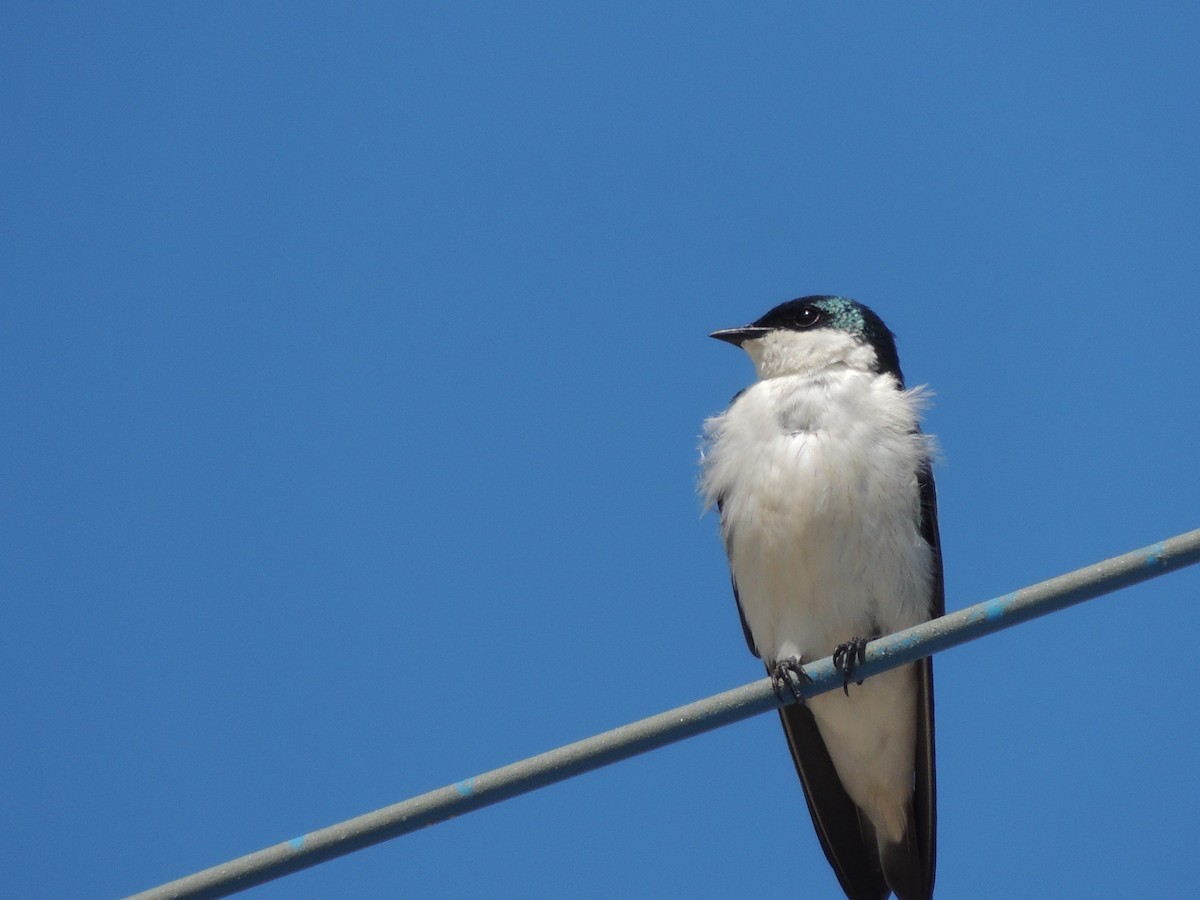 Hirondelle à ailes blanches - ML623408190