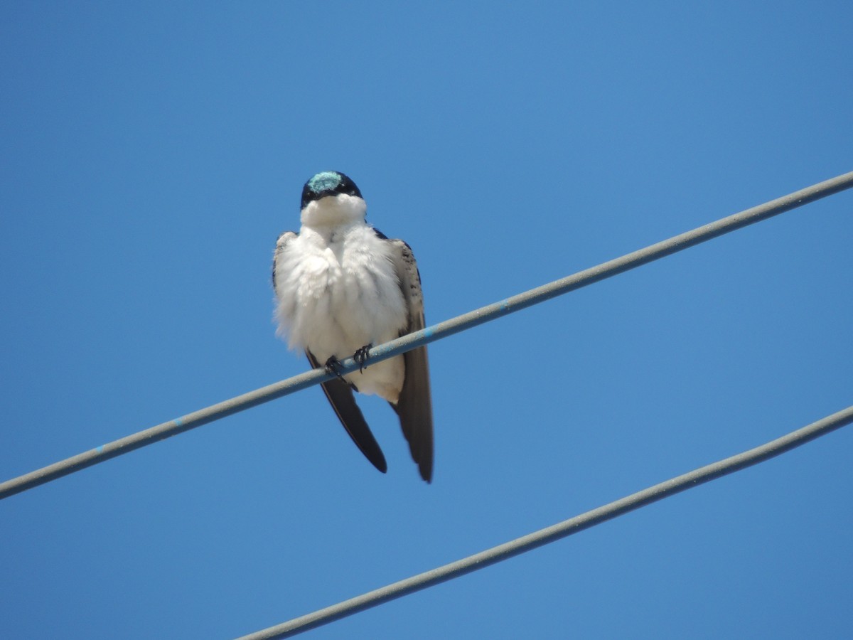 Hirondelle à ailes blanches - ML623408191