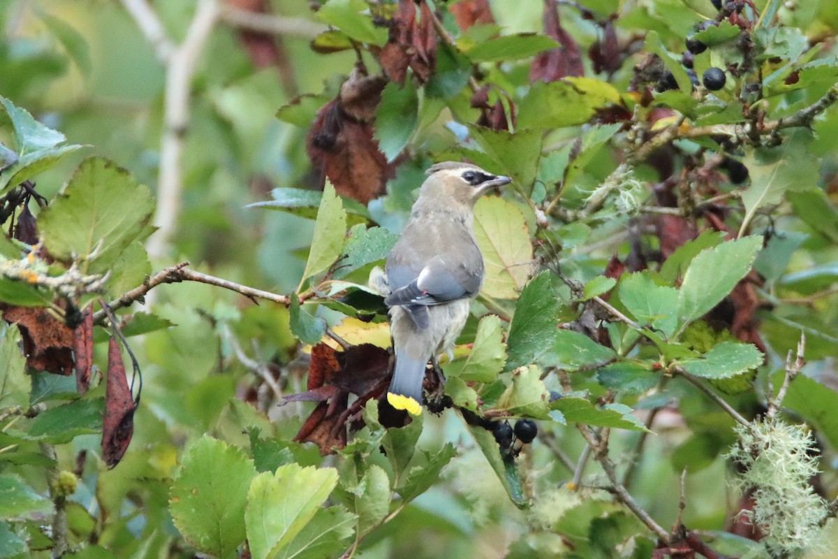 Cedar Waxwing - ML623408213