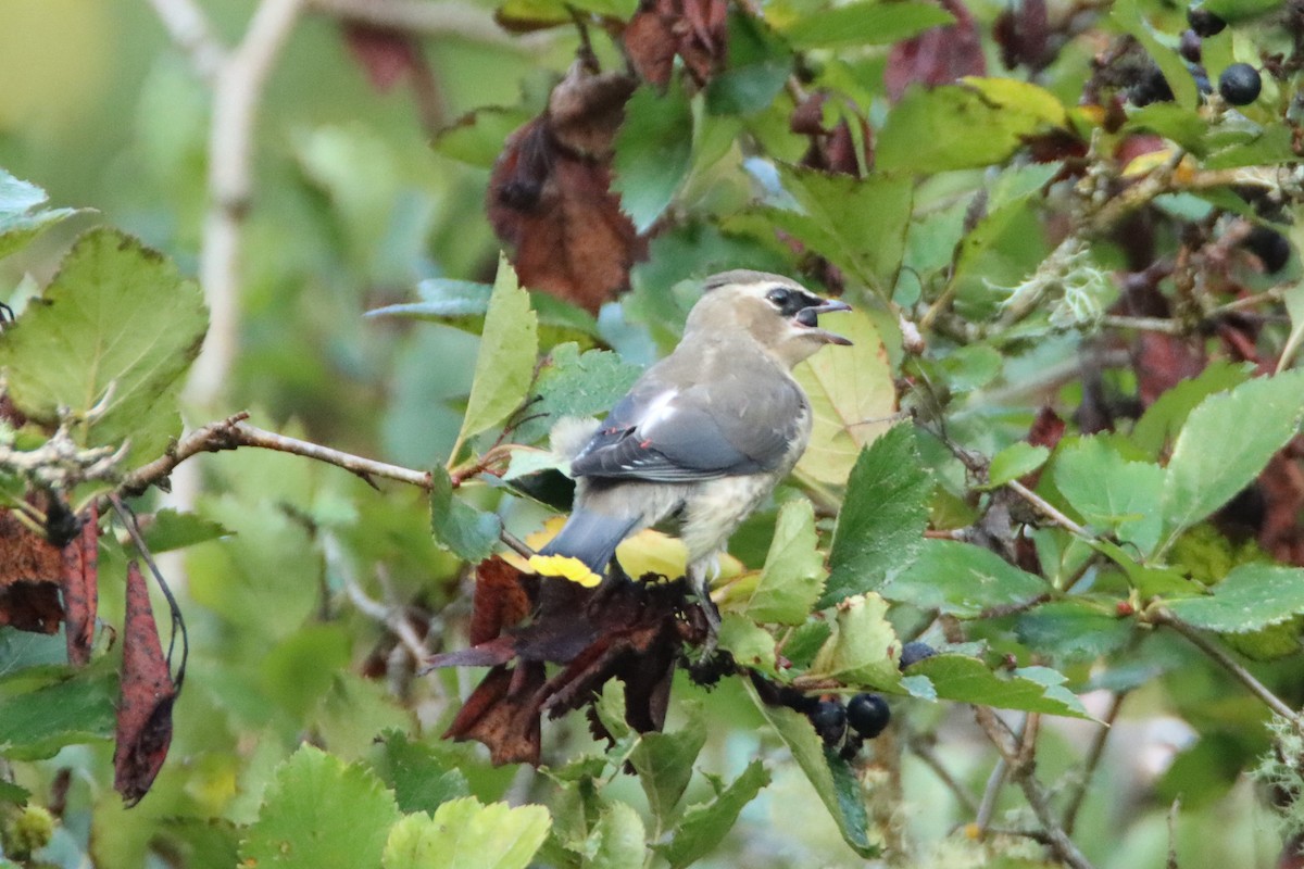 Cedar Waxwing - ML623408216