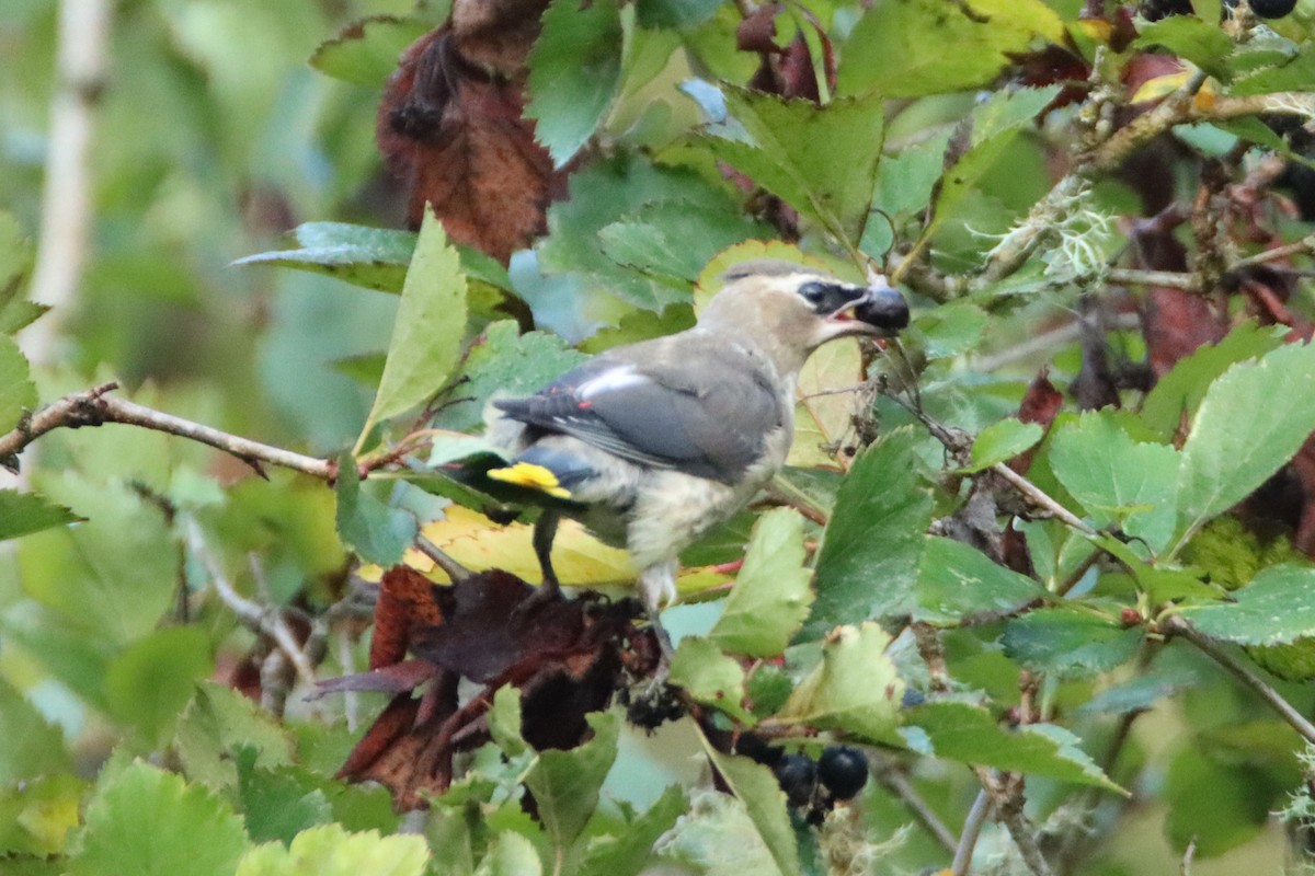 Cedar Waxwing - ML623408219