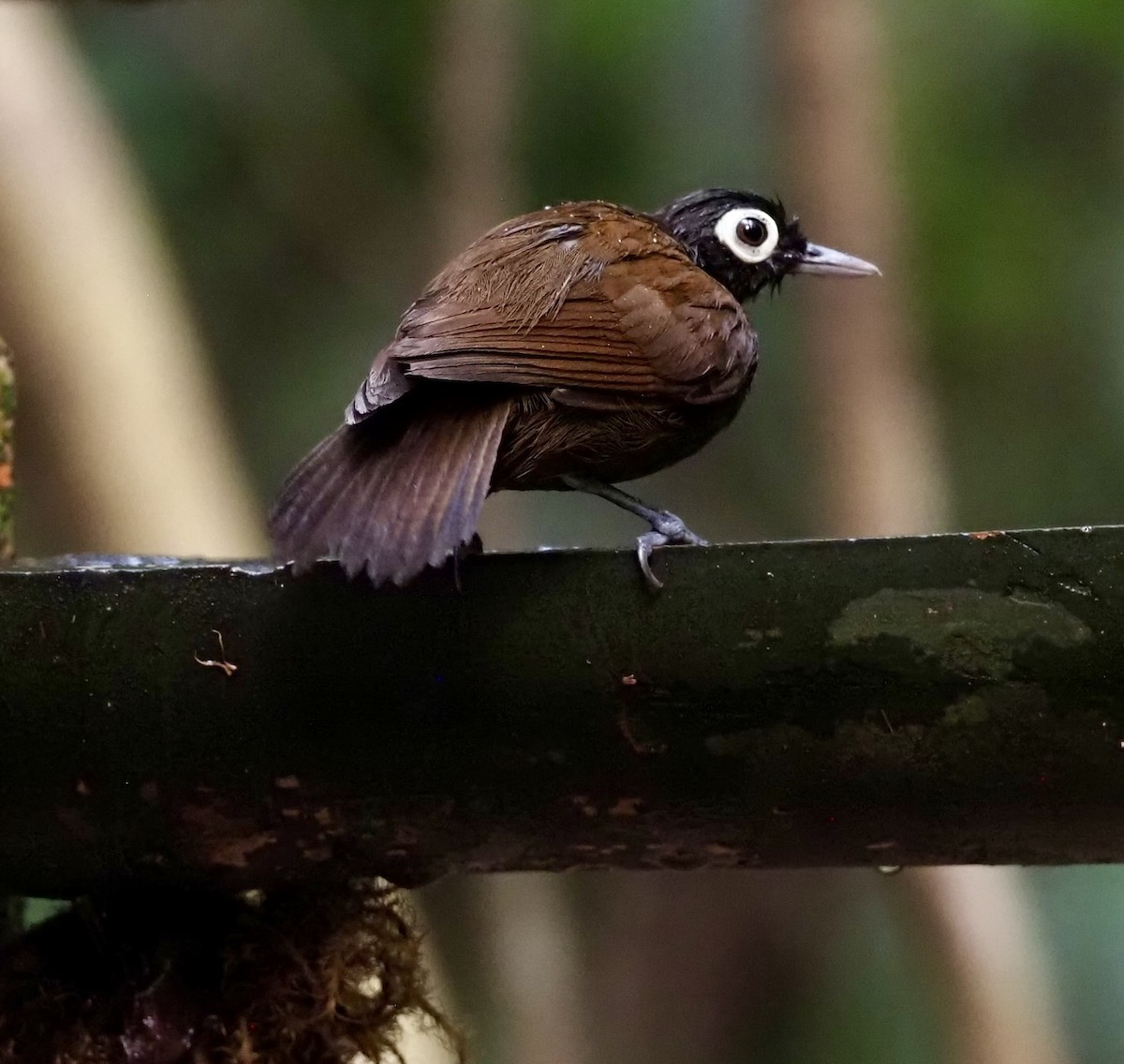 Bare-eyed Antbird - ML623408222