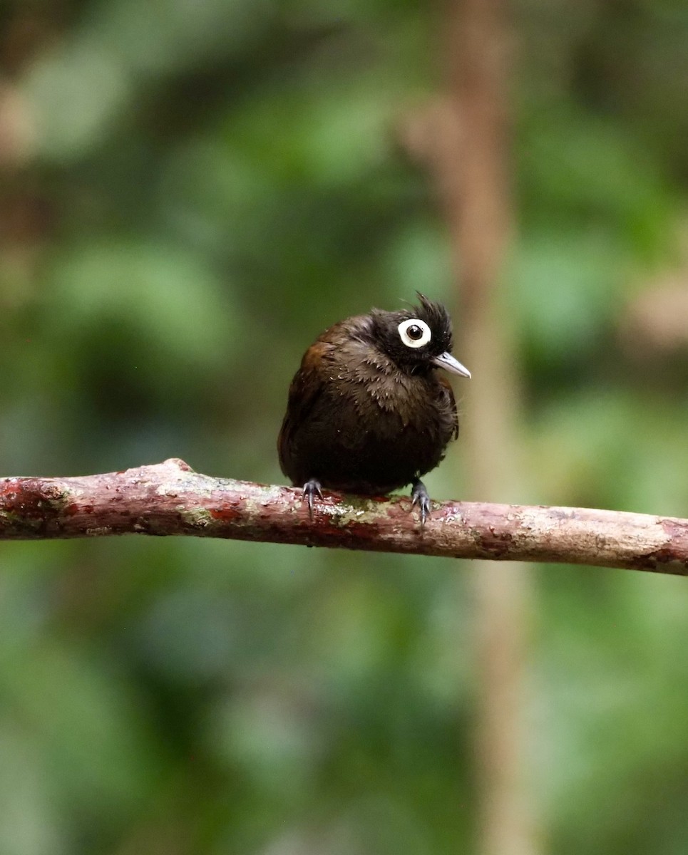 Bare-eyed Antbird - ML623408223