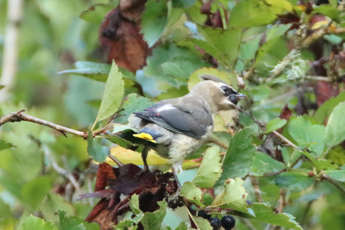 Cedar Waxwing - ML623408228