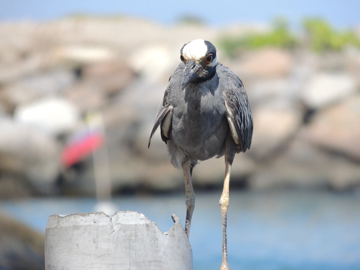 Yellow-crowned Night Heron - ML623408266