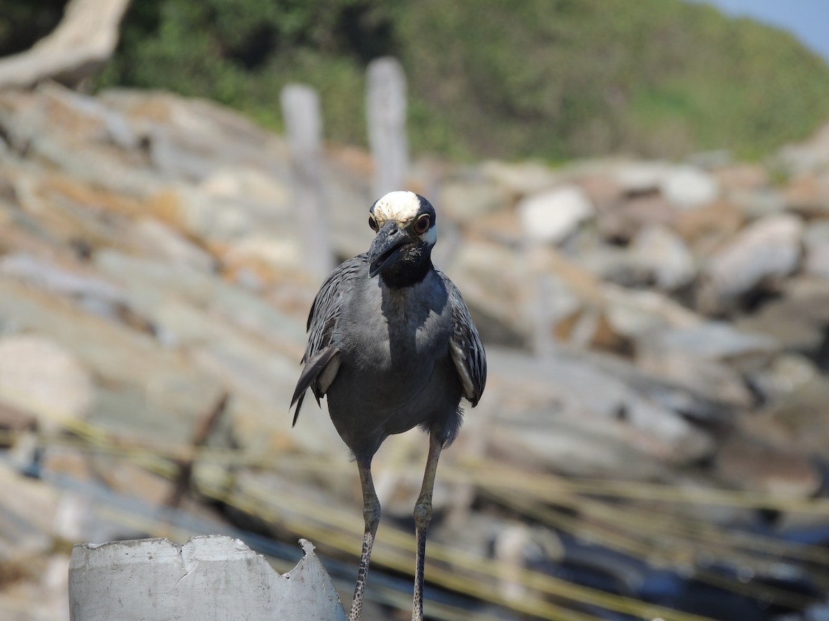 Yellow-crowned Night Heron - ML623408271