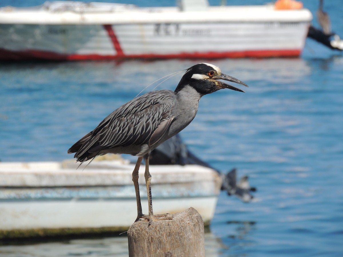 Yellow-crowned Night Heron - ML623408278