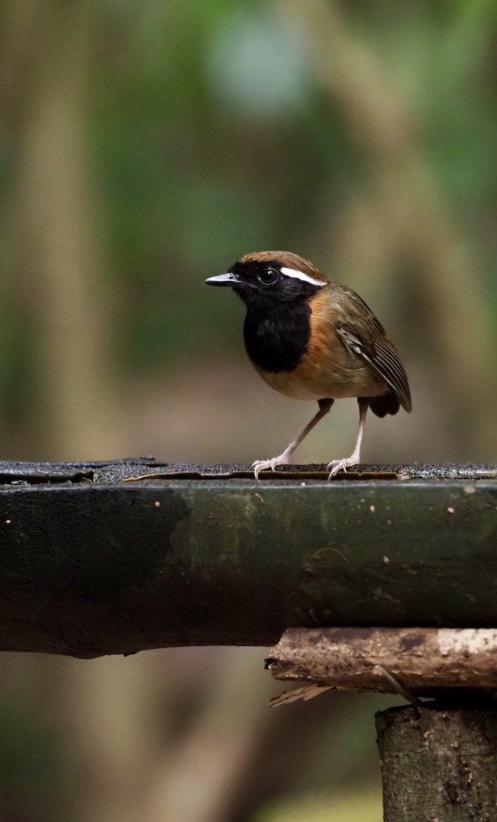 Black-breasted Gnateater - ML623408290