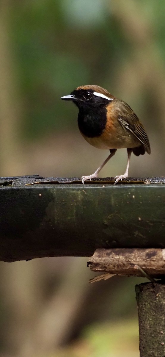 Black-breasted Gnateater - ML623408291