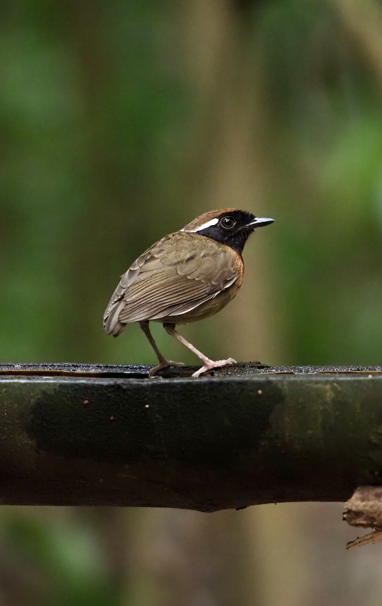 Black-breasted Gnateater - ML623408292