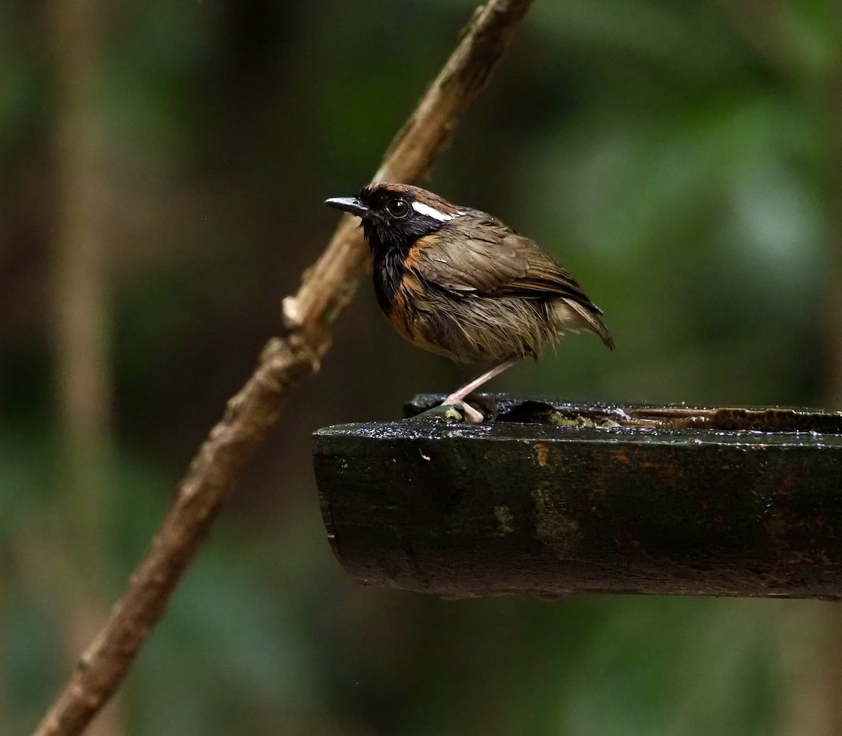 Black-breasted Gnateater - ML623408293