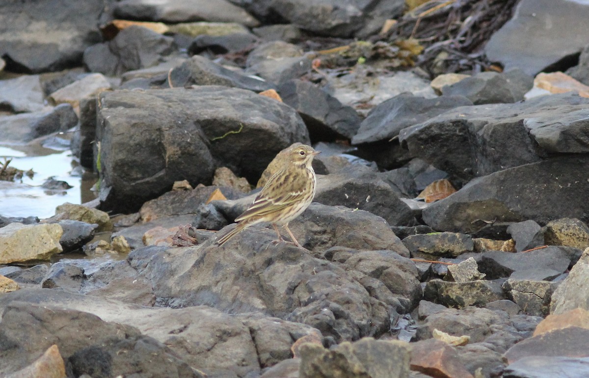 Meadow Pipit - ML623408294