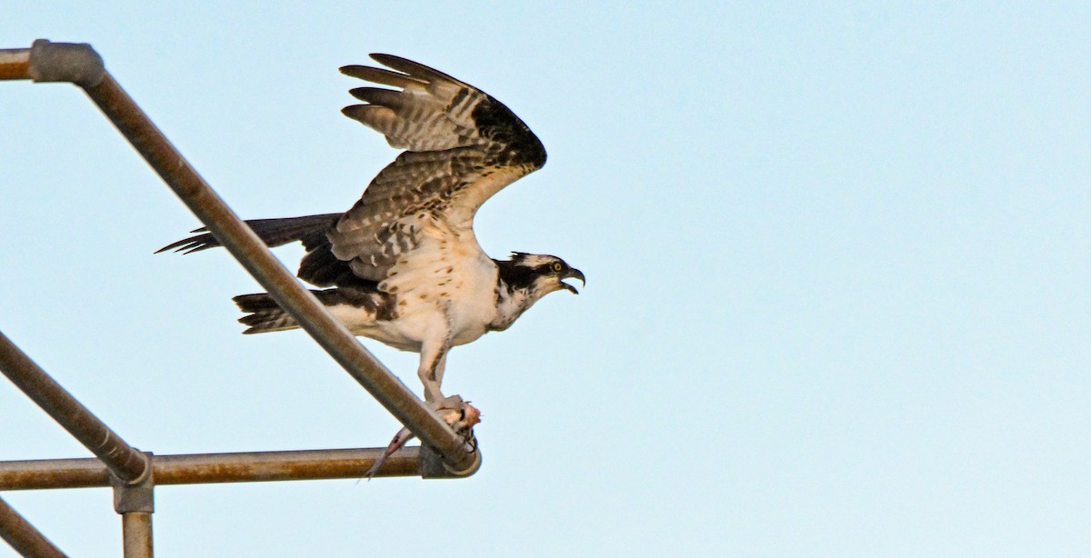 Osprey - ML623408296