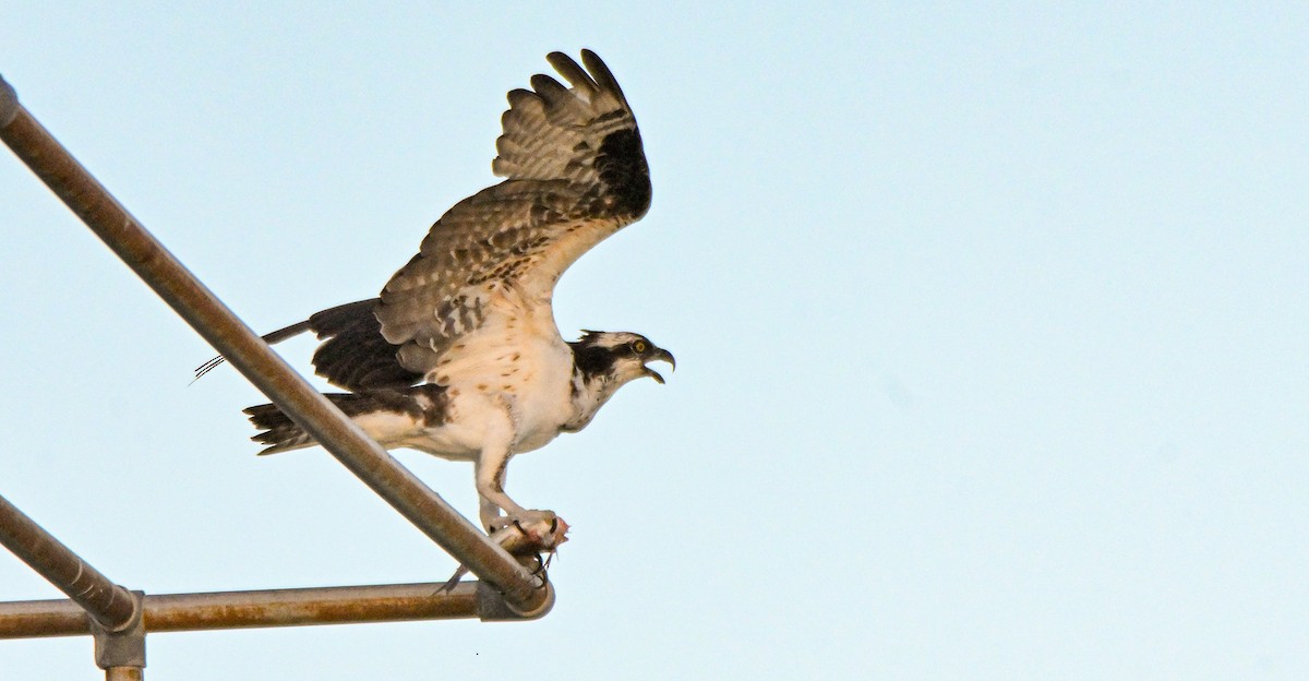 Osprey - ML623408297