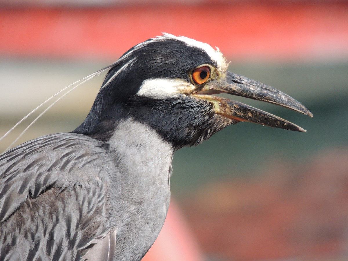 Yellow-crowned Night Heron - ML623408301