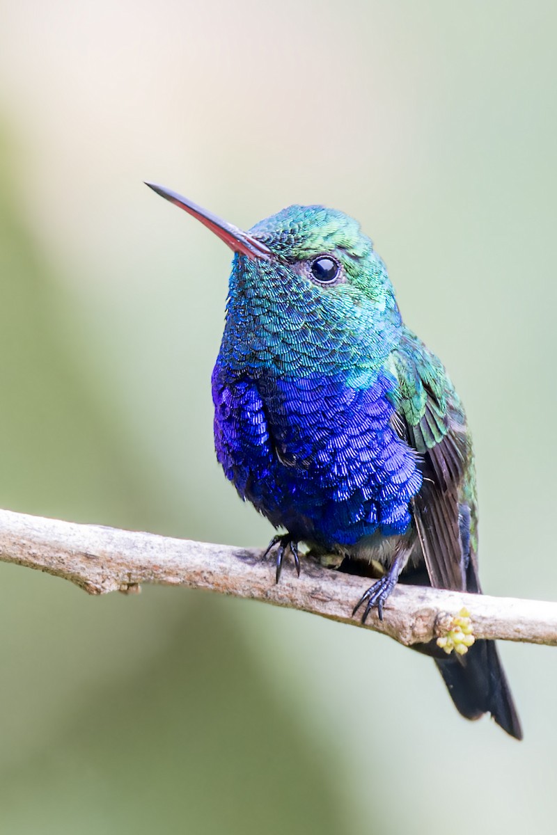 Violet-bellied Hummingbird - Bradley Hacker 🦜