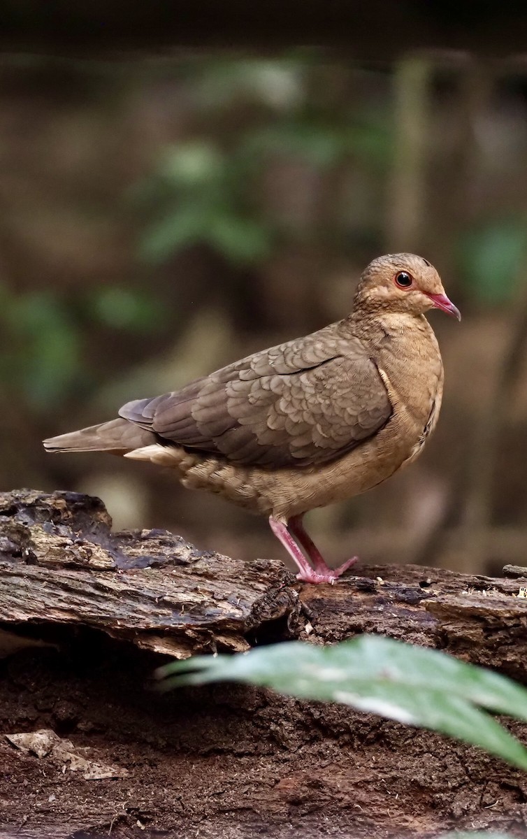 Ruddy Quail-Dove - ML623408342