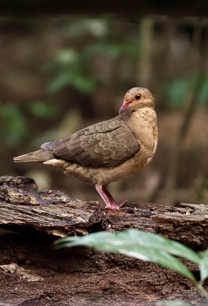 Ruddy Quail-Dove - ML623408343