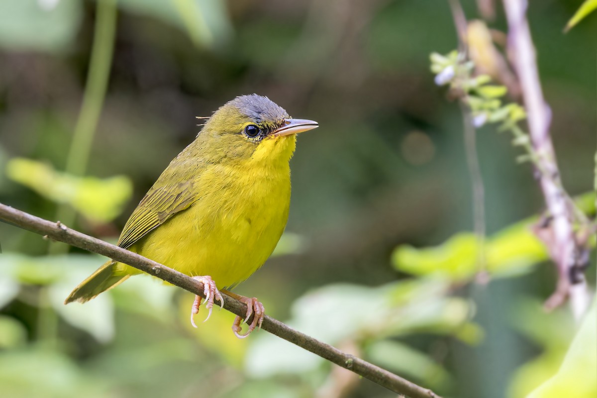 Black-lored Yellowthroat - ML623408346