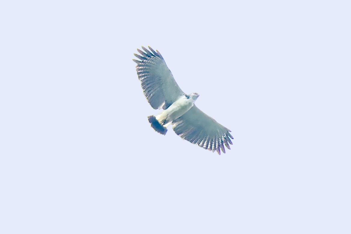 Gray-backed Hawk - Bradley Hacker 🦜