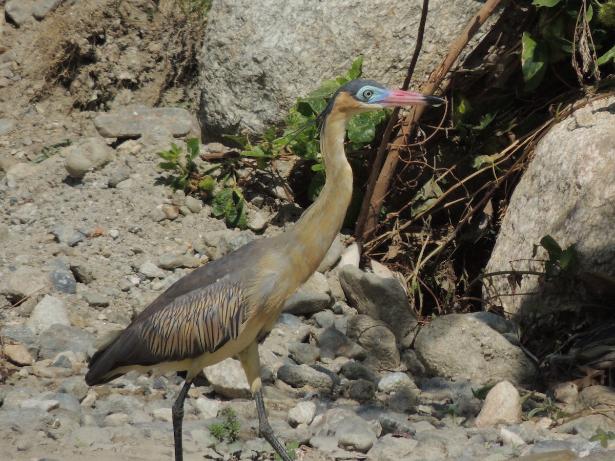 Whistling Heron - ML623408352