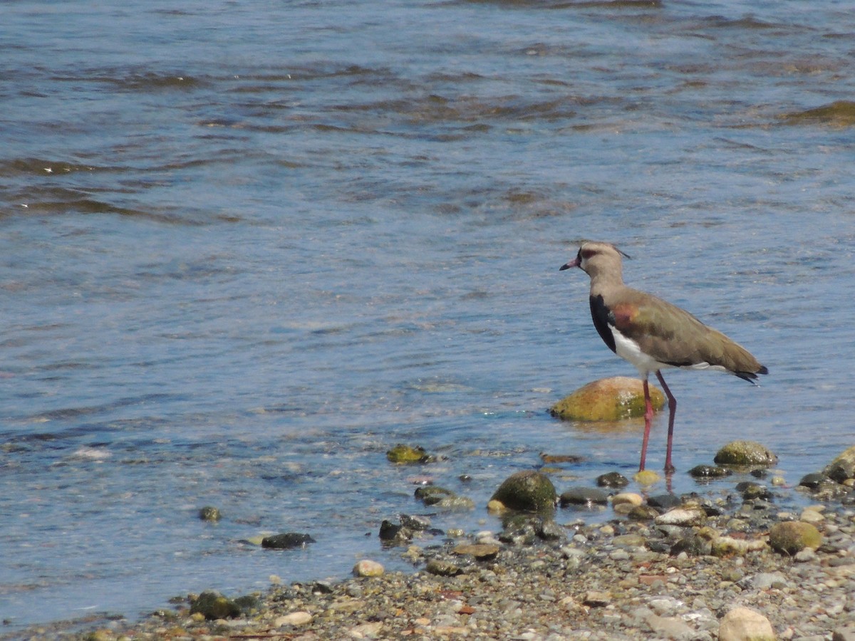 Southern Lapwing - ML623408370