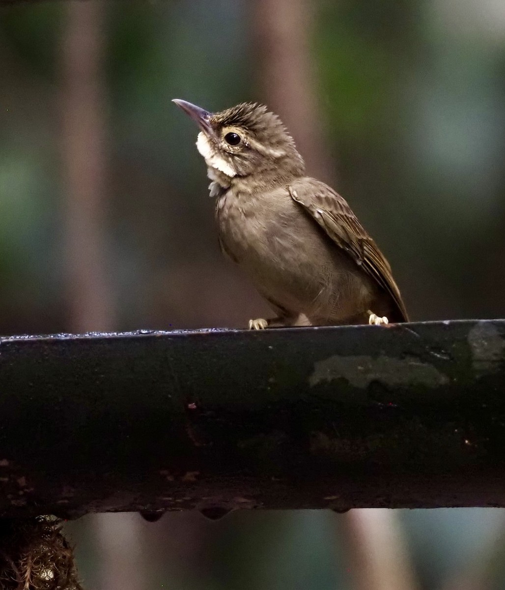 Rufous-rumped Foliage-gleaner - Sherry Lane